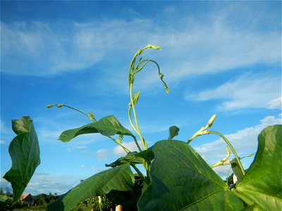 Vigna unguiculata subsp. sesquipedalis Paddy fields, trees and irrigation canals (Tore - Rampa - Tarundun", NIA-AMRIS, Purok 7, Farm to Market Road, Talampas, Bustos, Bulacan) National Irrigation Admi