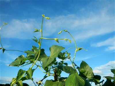 Vigna unguiculata subsp. sesquipedalis Paddy fields, trees and irrigation canals (Tore - Rampa - Tarundun", NIA-AMRIS, Purok 7, Farm to Market Road, Talampas, Bustos, Bulacan) National Irrigation Admi