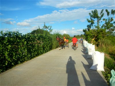 Vigna unguiculata subsp. sesquipedalis Paddy fields, trees and irrigation canals (Tore - Rampa - Tarundun", NIA-AMRIS, Purok 7, Farm to Market Road, Talampas, Bustos, Bulacan) National Irrigation Admi