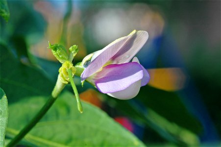 Flower of Yard Long Bean