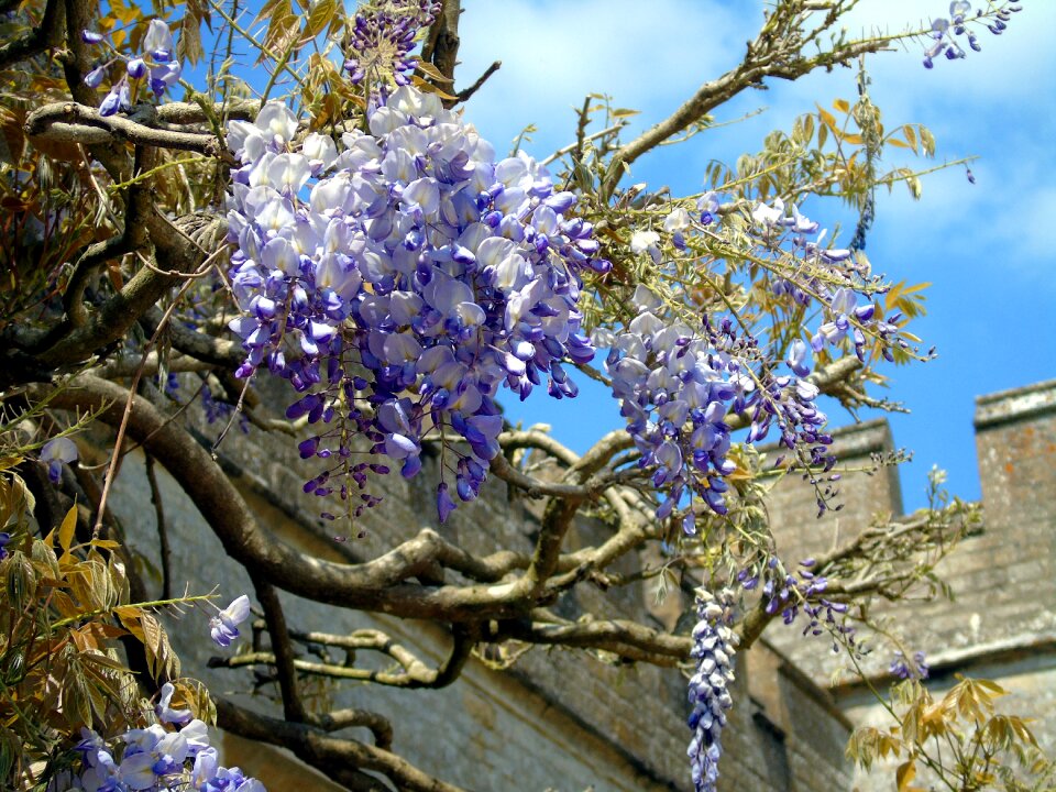 Plant garden blossom