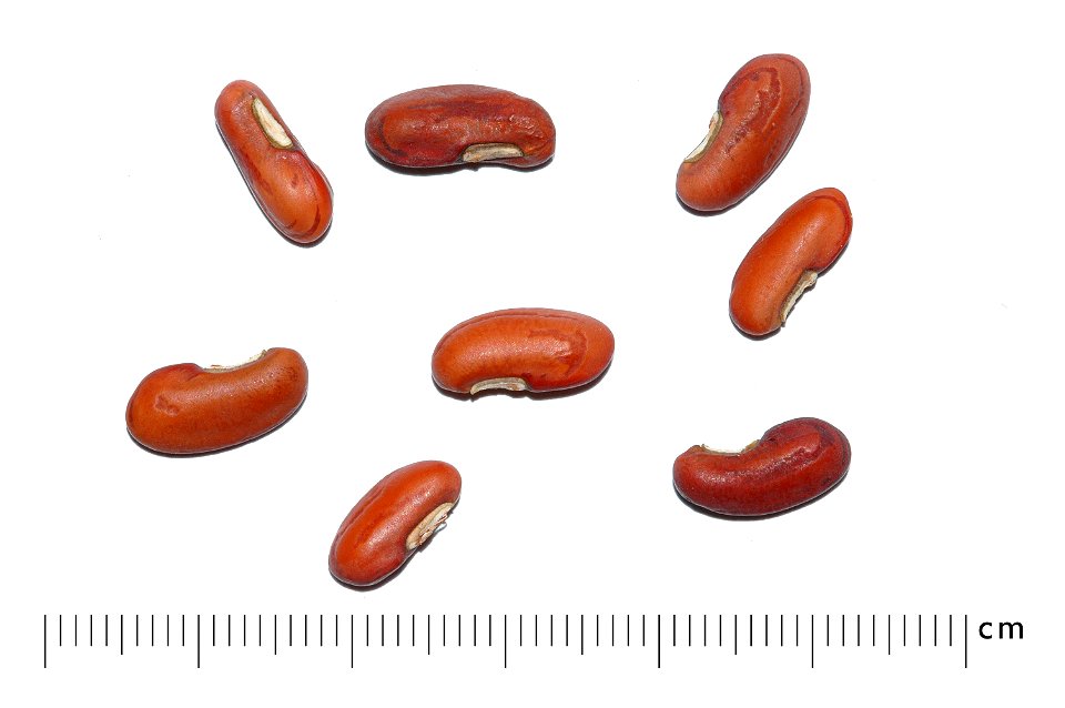 Seeds of Yard Long Bean