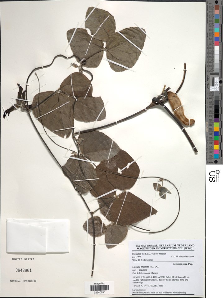 *Mucuna pruriens (L.) DC.
Object Details
Biogeographical Region
22 - West Tropical Africa
Collector
L.J.G. van der Maesen
Min. Elevation
381
Record Last Modified
3 Nov 2017
Specimen Count
1
Collection