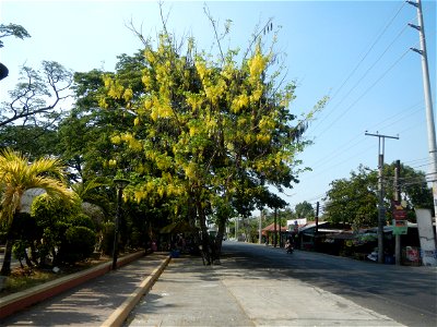 Cassia fistula Old Santa Barbara, Pangasinan Town Hall (Municipal Park, Market, Offices, Water District Tower, Public Plaza Auditorium and Don Guillermo Orbos Sports Complex) MacArthur Highway (Santa 