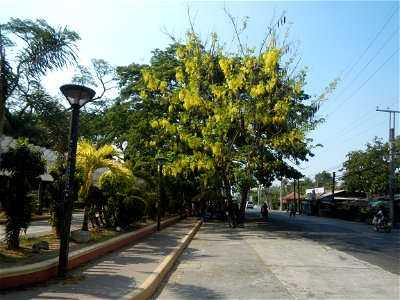 Cassia fistula Old Santa Barbara, Pangasinan Town Hall (Municipal Park, Market, Offices, Water District Tower, Public Plaza Auditorium and Don Guillermo Orbos Sports Complex) MacArthur Highway (Santa photo
