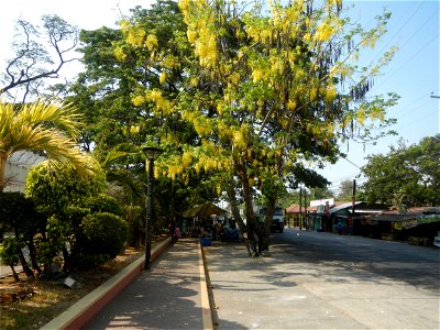 Cassia fistula Old Santa Barbara, Pangasinan Town Hall (Municipal Park, Market, Offices, Water District Tower, Public Plaza Auditorium and Don Guillermo Orbos Sports Complex) MacArthur Highway (Santa photo