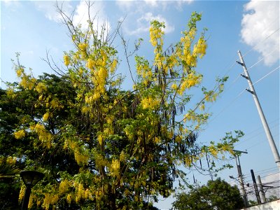 Cassia fistula Old Santa Barbara, Pangasinan Town Hall (Municipal Park, Market, Offices, Water District Tower, Public Plaza Auditorium and Don Guillermo Orbos Sports Complex) MacArthur Highway (Santa 