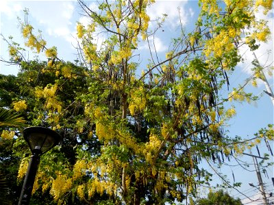 Cassia fistula Old Santa Barbara, Pangasinan Town Hall (Municipal Park, Market, Offices, Water District Tower, Public Plaza Auditorium and Don Guillermo Orbos Sports Complex) MacArthur Highway (Santa 