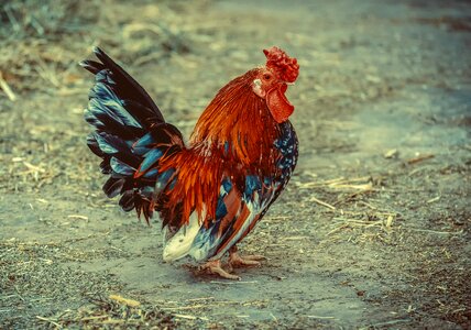 Poultry farm animal photo
