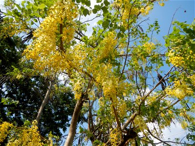 Cassia fistula Old Santa Barbara, Pangasinan Town Hall (Municipal Park, Market, Offices, Water District Tower, Public Plaza Auditorium and Don Guillermo Orbos Sports Complex) MacArthur Highway (Santa 