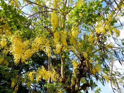 Cassia fistula Old Santa Barbara, Pangasinan Town Hall (Municipal Park, Market, Offices, Water District Tower, Public Plaza Auditorium and Don Guillermo Orbos Sports Complex) MacArthur Highway (Santa 