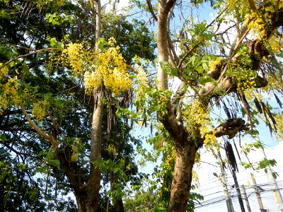 Cassia fistula Old Santa Barbara, Pangasinan Town Hall (Municipal Park, Market, Offices, Water District Tower, Public Plaza Auditorium and Don Guillermo Orbos Sports Complex) MacArthur Highway (Santa 