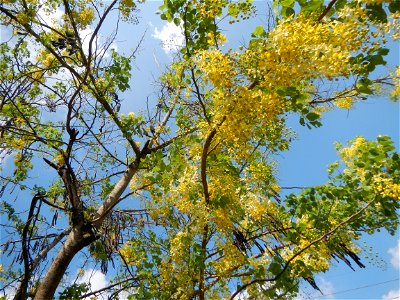 Cassia fistula Old Santa Barbara, Pangasinan Town Hall (Municipal Park, Market, Offices, Water District Tower, Public Plaza Auditorium and Don Guillermo Orbos Sports Complex) MacArthur Highway (Santa 