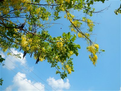 Cassia fistula Old Santa Barbara, Pangasinan Town Hall (Municipal Park, Market, Offices, Water District Tower, Public Plaza Auditorium and Don Guillermo Orbos Sports Complex) MacArthur Highway (Santa 