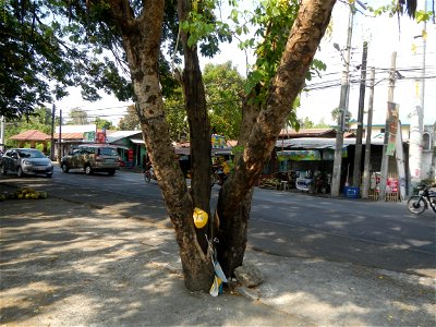 Cassia fistula Old Santa Barbara, Pangasinan Town Hall (Municipal Park, Market, Offices, Water District Tower, Public Plaza Auditorium and Don Guillermo Orbos Sports Complex) MacArthur Highway (Santa 