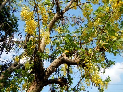 Cassia fistula Old Santa Barbara, Pangasinan Town Hall (Municipal Park, Market, Offices, Water District Tower, Public Plaza Auditorium and Don Guillermo Orbos Sports Complex) MacArthur Highway (Santa 