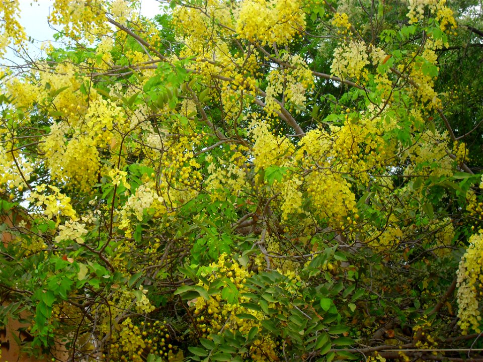 Amaltas in  Sundankottai,Tamilnadu