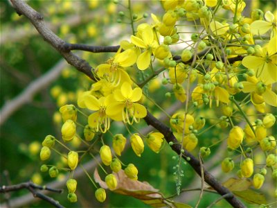 Indian Golden Shower