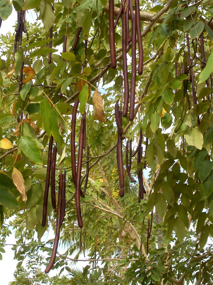 Cassia fistula pods in Tehuantepec, Mexico