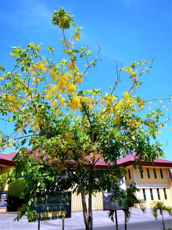Daang Maharlika or Pan-Philippine Highway, in MacArthur Highway, Guiguinto, Bulacan (NLEX interchange flyover or bridge overpass, crossing, junction, April shower tree and flowers beside Puregold and 
