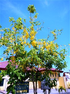 Daang Maharlika or Pan-Philippine Highway, in MacArthur Highway, Guiguinto, Bulacan (NLEX interchange flyover or bridge overpass, crossing, junction, April shower tree and flowers beside Puregold and photo