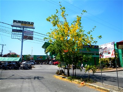 Daang Maharlika or Pan-Philippine Highway, in MacArthur Highway, Guiguinto, Bulacan (NLEX interchange flyover or bridge overpass, crossing, junction, April shower tree and flowers beside Puregold and 