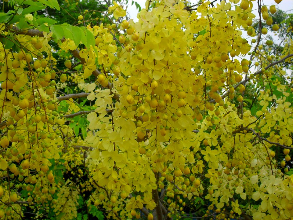 sarakonrai in sundakottai  Tamilnadu state