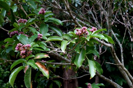 Dipteryx odorata also called "cumaru" the pea family, Fabaceae. The tree is native to Central America and northern South America. Its seed is known mostly for its fragrance, which is reminiscent of photo