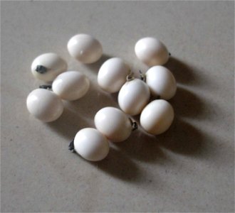White variety seeds of Abrus Precatorious