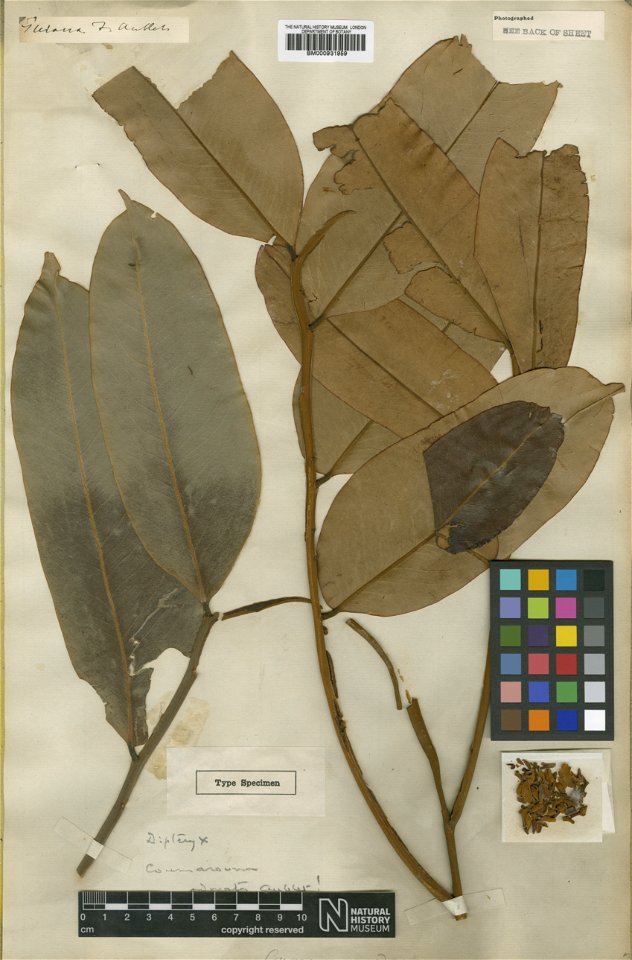 Coumarouna odorata Aubl. (=Dipteryx odorata (Aubl.) Forsyth f.) - herbier collecté par Aublet en Guyane, conservé au British Museum BM000931959