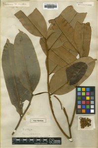 Coumarouna odorata Aubl. (=Dipteryx odorata (Aubl.) Forsyth f.) - herbier collecté par Aublet en Guyane, conservé au British Museum BM000931959