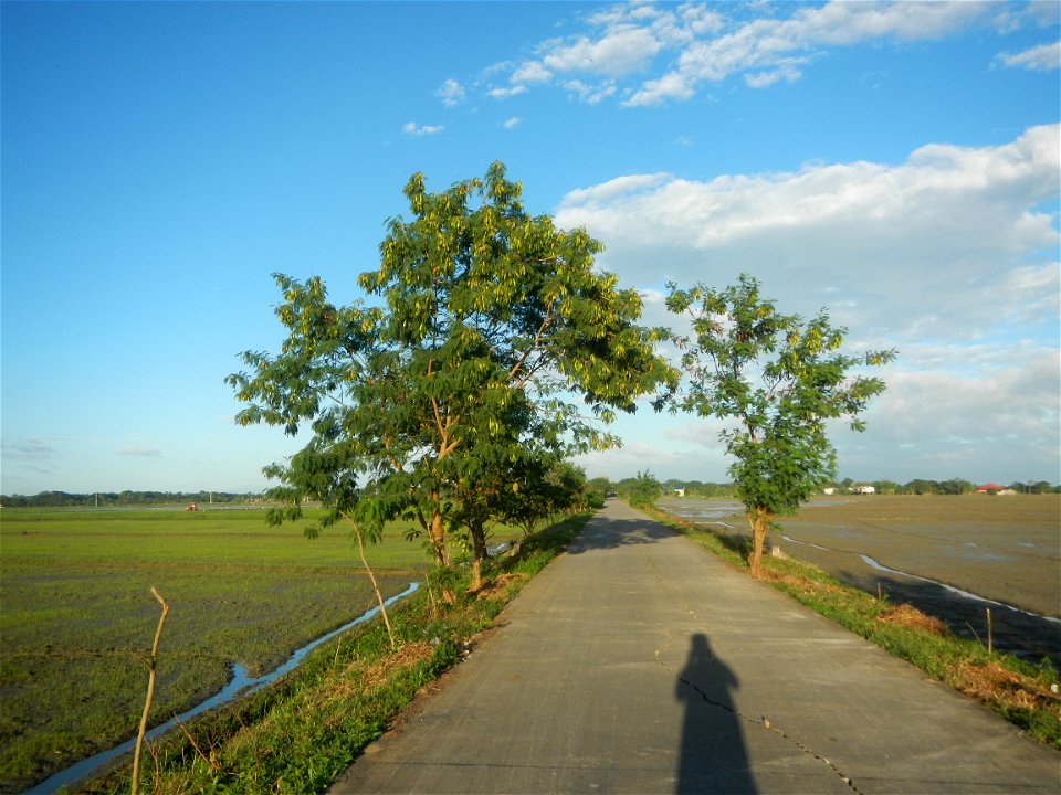 Paddy fields, grasslands, trees and irrigation (Sitio Cortez Farm-to-Market Road, Concepcion, 
Leucaena leucocephala Wild tamarind (Engl.) Acacia leucophala Link Santa Elena Leucaena leucocephala (Lam
