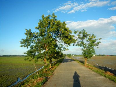 Paddy fields, grasslands, trees and irrigation (Sitio Cortez Farm-to-Market Road, Concepcion, 
Leucaena leucocephala Wild tamarind (Engl.) Acacia leucophala Link Santa Elena Leucaena leucocephala (Lam