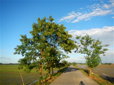 Paddy fields, grasslands, trees and irrigation (Sitio Cortez Farm-to-Market Road, Concepcion, 
Leucaena leucocephala Wild tamarind (Engl.) Acacia leucophala Link Santa Elena Leucaena leucocephala (Lam