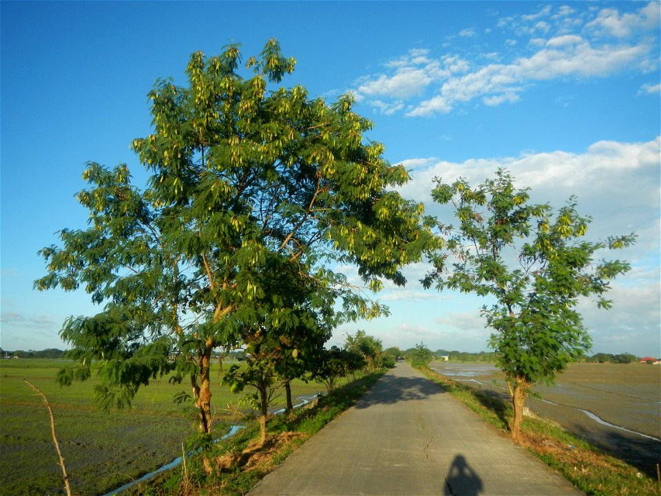Paddy fields, grasslands, trees and irrigation (Sitio Cortez Farm-to-Market Road, Concepcion, 
Leucaena leucocephala Wild tamarind (Engl.) Acacia leucophala Link Santa Elena Leucaena leucocephala (Lam