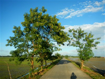 Paddy fields, grasslands, trees and irrigation (Sitio Cortez Farm-to-Market Road, Concepcion, 
Leucaena leucocephala Wild tamarind (Engl.) Acacia leucophala Link Santa Elena Leucaena leucocephala (Lam