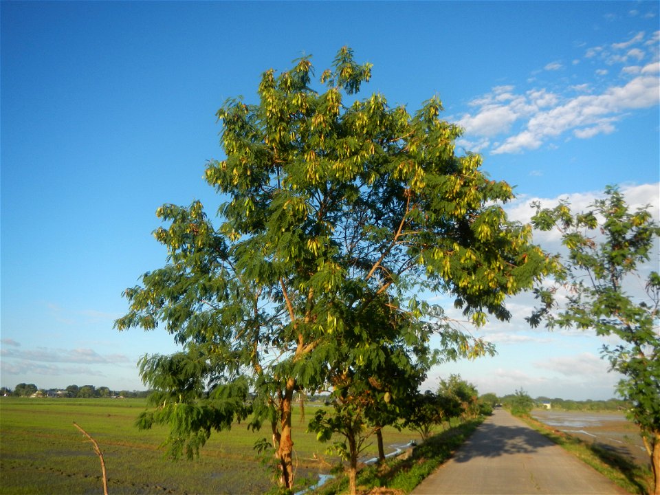 Paddy fields, grasslands, trees and irrigation (Sitio Cortez Farm-to-Market Road, Concepcion, 
Leucaena leucocephala Wild tamarind (Engl.) Acacia leucophala Link Santa Elena Leucaena leucocephala (Lam
