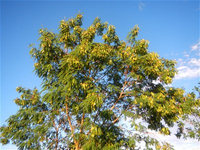 Paddy fields, grasslands, trees and irrigation (Sitio Cortez Farm-to-Market Road, Concepcion, 
Leucaena leucocephala Wild tamarind (Engl.) Acacia leucophala Link Santa Elena Leucaena leucocephala (Lam