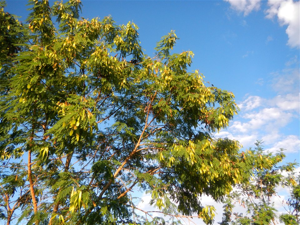 Paddy fields, grasslands, trees and irrigation (Sitio Cortez Farm-to-Market Road, Concepcion, 
Leucaena leucocephala Wild tamarind (Engl.) Acacia leucophala Link Santa Elena Leucaena leucocephala (Lam