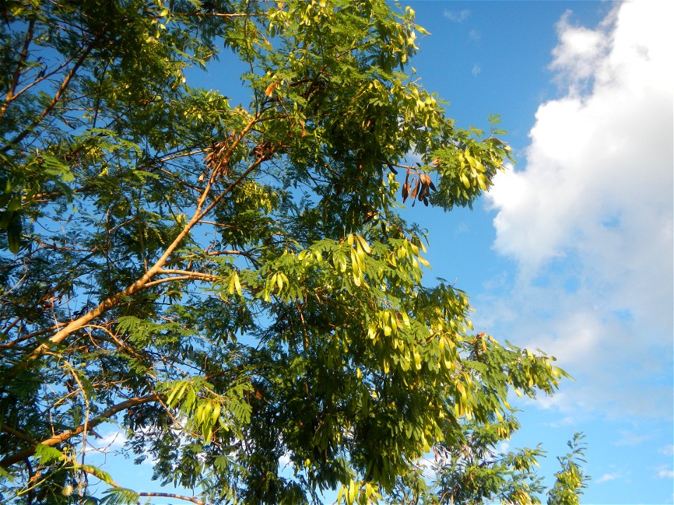 Paddy fields, grasslands, trees and irrigation (Sitio Cortez Farm-to-Market Road, Concepcion, 
Leucaena leucocephala Wild tamarind (Engl.) Acacia leucophala Link Santa Elena Leucaena leucocephala (Lam