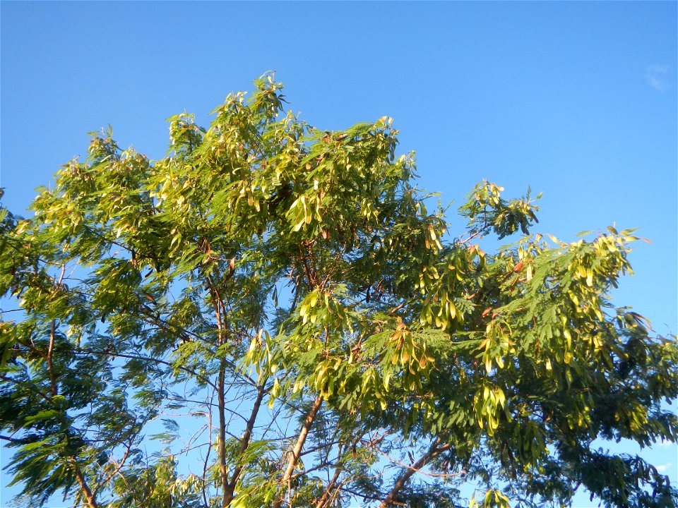 Paddy fields, grasslands, trees and irrigation (Sitio Cortez Farm-to-Market Road, Concepcion, 
Leucaena leucocephala Wild tamarind (Engl.) Acacia leucophala Link Santa Elena Leucaena leucocephala (Lam