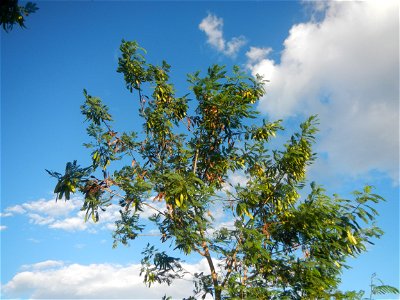 Paddy fields, grasslands, trees and irrigation (Sitio Cortez Farm-to-Market Road, Concepcion, 
Leucaena leucocephala Wild tamarind (Engl.) Acacia leucophala Link Santa Elena Leucaena leucocephala (Lam