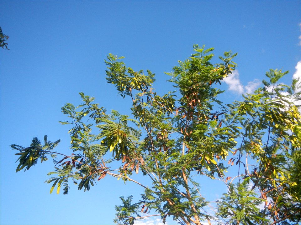 Paddy fields, grasslands, trees and irrigation (Sitio Cortez Farm-to-Market Road, Concepcion, 
Leucaena leucocephala Wild tamarind (Engl.) Acacia leucophala Link Santa Elena Leucaena leucocephala (Lam