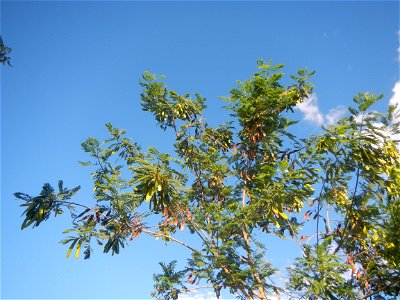 Paddy fields, grasslands, trees and irrigation (Sitio Cortez Farm-to-Market Road, Concepcion, 
Leucaena leucocephala Wild tamarind (Engl.) Acacia leucophala Link Santa Elena Leucaena leucocephala (Lam