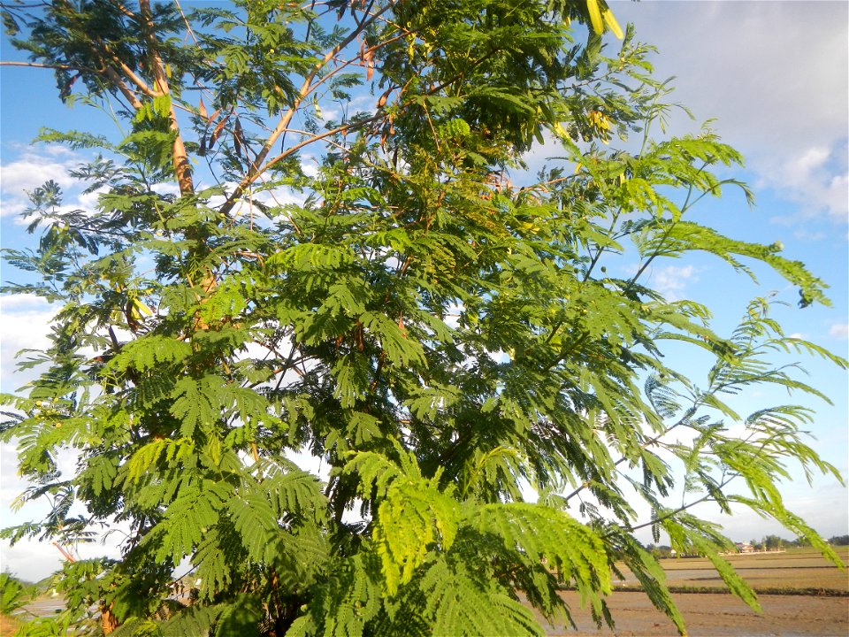 Paddy fields, grasslands, trees and irrigation (Sitio Cortez Farm-to-Market Road, Concepcion, 
Leucaena leucocephala Wild tamarind (Engl.) Acacia leucophala Link Santa Elena Leucaena leucocephala (Lam