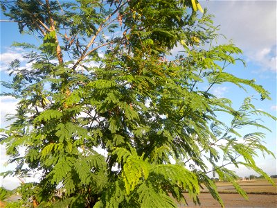 Paddy fields, grasslands, trees and irrigation (Sitio Cortez Farm-to-Market Road, Concepcion, 
Leucaena leucocephala Wild tamarind (Engl.) Acacia leucophala Link Santa Elena Leucaena leucocephala (Lam