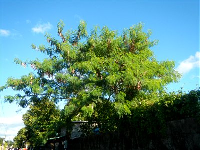 Grasslands in Libis, San Rafael, Bulacan in Barangay Libis 14.9488, 121.0197 San Rafael, Bulacan East-West Seed 14°58'30"N   120°55'25"E (Note: Judge Florentino Floro, the owner, to repeat, Donor Flor