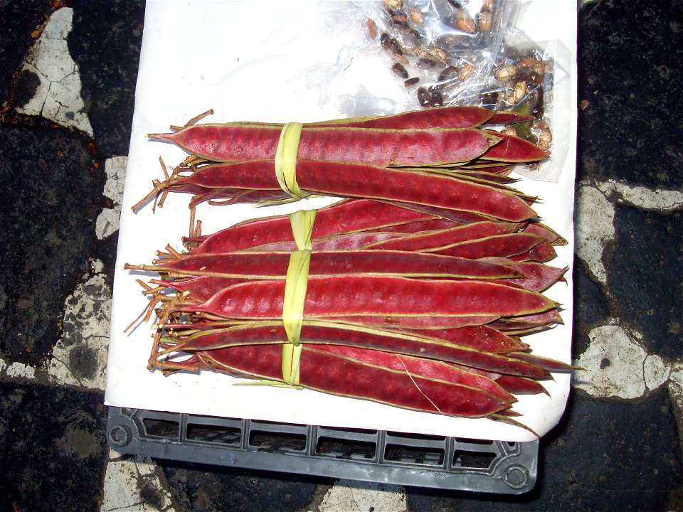 Guaje pods at a market in Taxco, Mexico