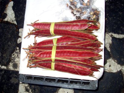 Guaje pods at a market in Taxco, Mexico