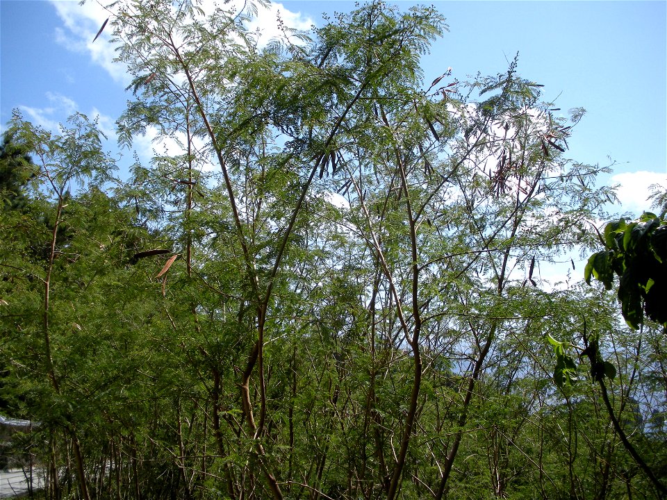 Leucaena leucocephala in Japan Bonin Islands Hahajima Island